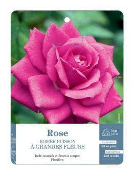 Rosier à grandes fleurs ROSE (SOUTENU)