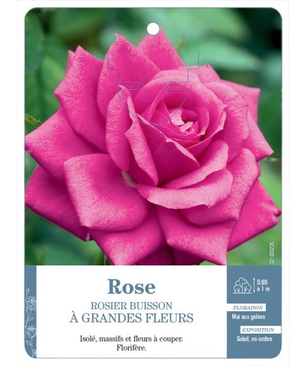 Rosier à grandes fleurs ROSE (SOUTENU)