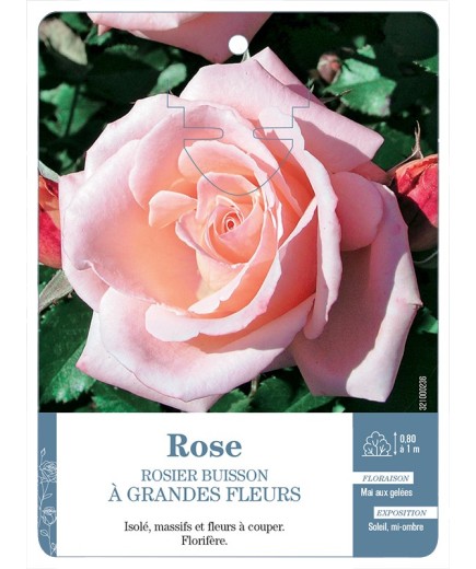 Rosier à grandes fleurs ROSE (TENDRE)