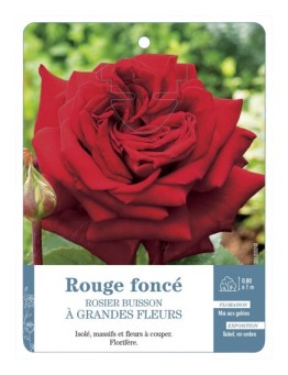 Rosier à grandes fleurs ROUGE FONCÉ *