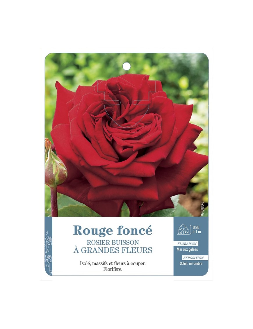 Rosier à grandes fleurs ROUGE FONCÉ *