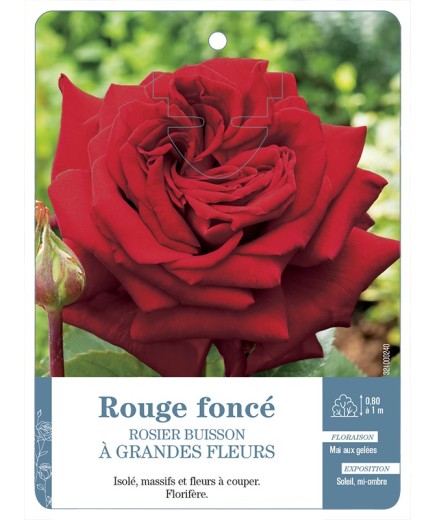 Rosier à grandes fleurs ROUGE FONCÉ *