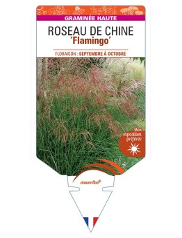 MISCANTHUS sinensis Flamingo voir Roseau de Chine