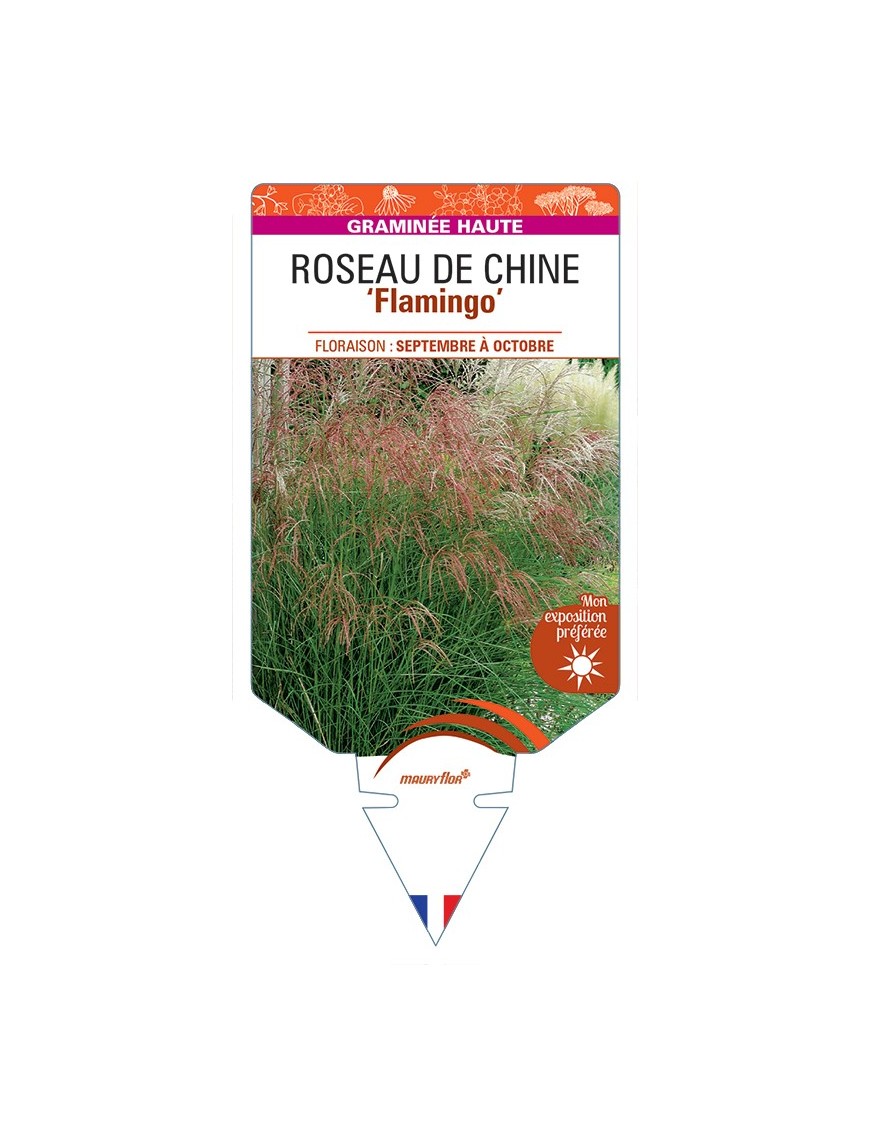 MISCANTHUS sinensis Flamingo voir Roseau de Chine