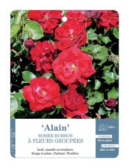 Rosier à fleurs groupées ALAIN *