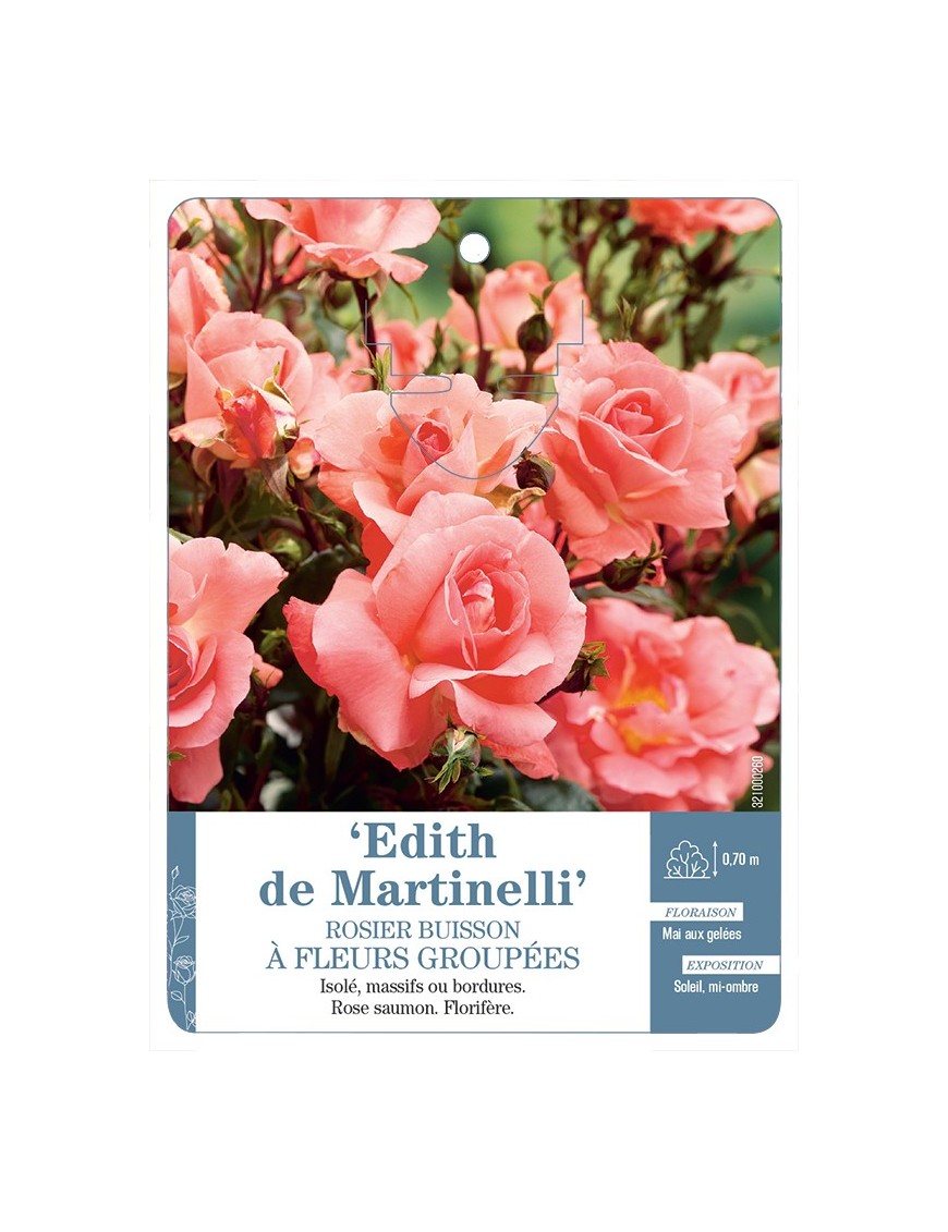 Rosier à fleurs groupées EDITH DE MARTINELLI *