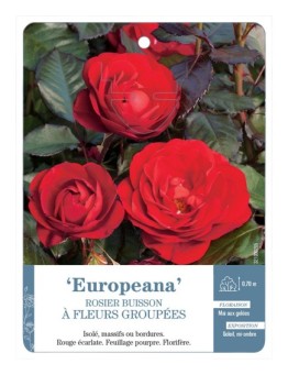 Rosier à fleurs groupées EUROPEANA *