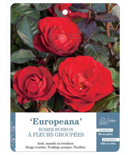 Rosier à fleurs groupées EUROPEANA *