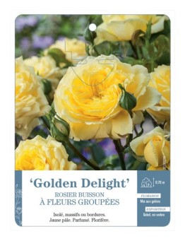 Rosier à fleurs groupées GOLDEN DELIGHT