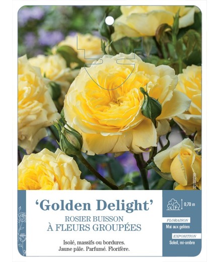 Rosier à fleurs groupées GOLDEN DELIGHT