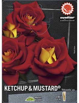 Rosier à fleurs groupées KETCHUP AND MUSTARD ® Wekzazette
