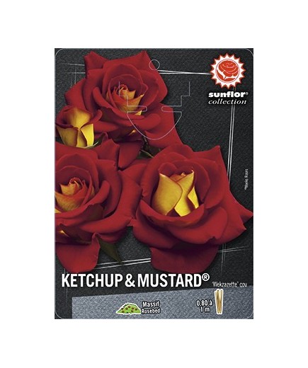 Rosier à fleurs groupées KETCHUP AND MUSTARD ® Wekzazette