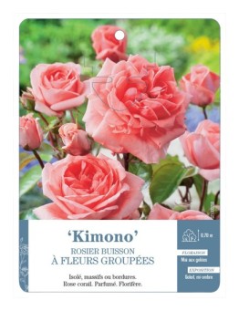Rosier à fleurs groupées KIMONO
