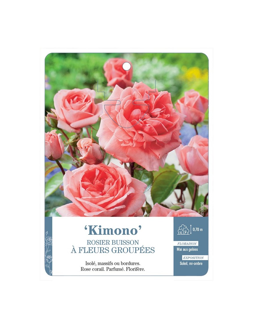 Rosier à fleurs groupées KIMONO
