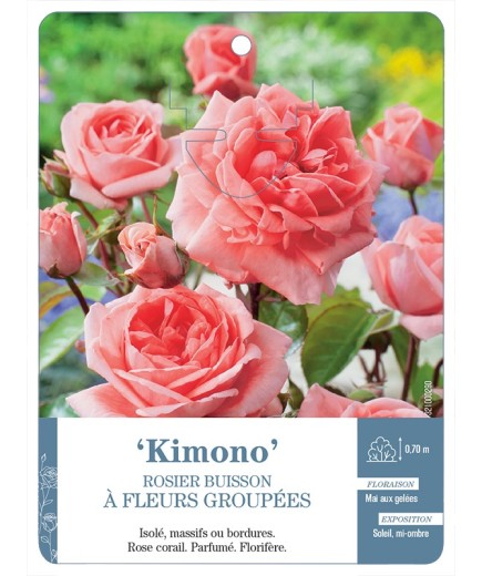 Rosier à fleurs groupées KIMONO