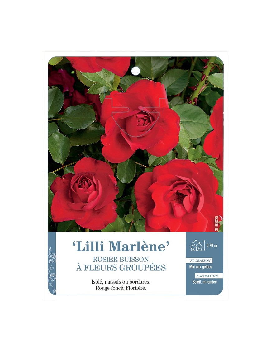Rosier à fleurs groupées LILI MARLÈNE