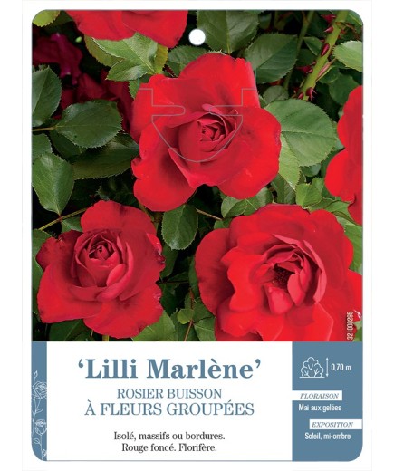 Rosier à fleurs groupées LILI MARLÈNE