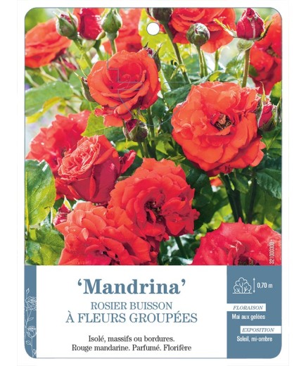 Rosier à fleurs groupées MANDRINA *