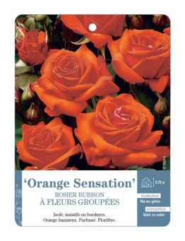Rosier à fleurs groupées ORANGE SENSATION