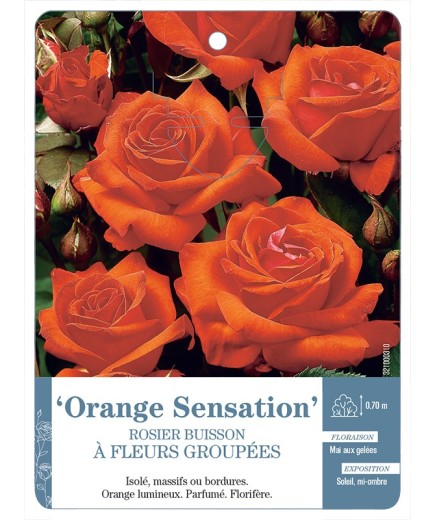 Rosier à fleurs groupées ORANGE SENSATION