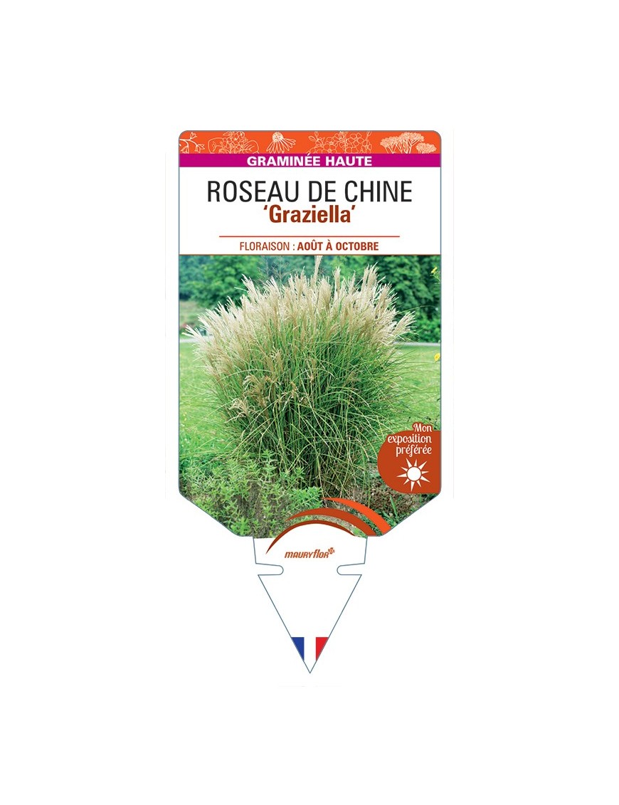MISCANTHUS sinensis Graziella voir Roseau de Chine