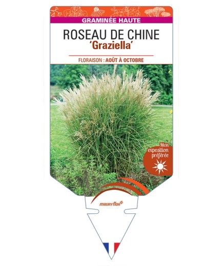 MISCANTHUS sinensis Graziella voir Roseau de Chine