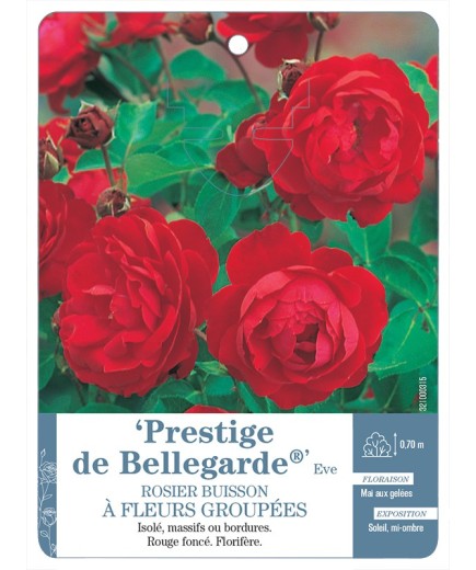 Rosier à fleurs groupées PRESTIGE DE BELLEGARDE® Eve *