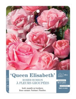 Rosier à fleurs groupées QUEEN ELISABETH