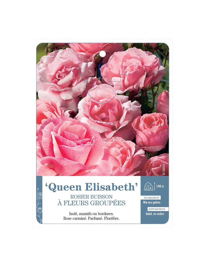 Rosier à fleurs groupées QUEEN ELISABETH