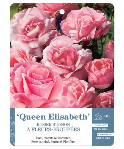 Rosier à fleurs groupées QUEEN ELISABETH