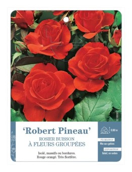 Rosier à fleurs groupées ROBERT PINEAU *