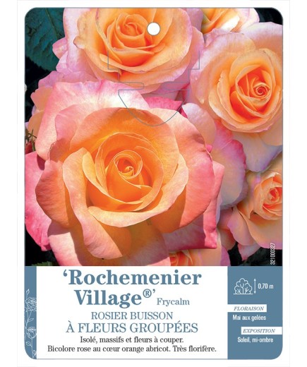 Rosier à fleurs groupées ROCHEMENIER VILLAGE® Frycalm