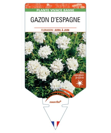 ARMERIA maritima 'Alba' voir GAZON D’ESPAGNE (blanc) *