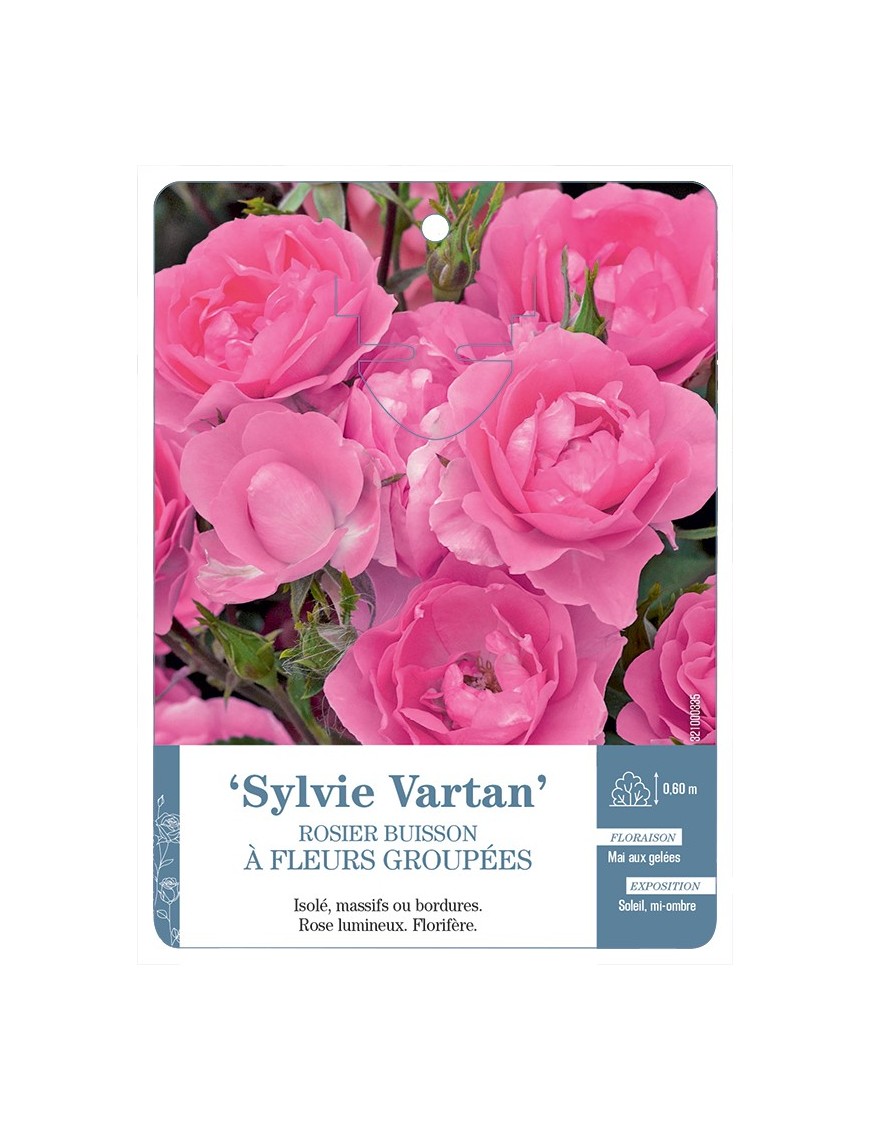 Rosier à fleurs groupées SYLVIE VARTAN