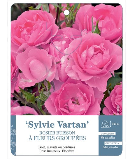 Rosier à fleurs groupées SYLVIE VARTAN