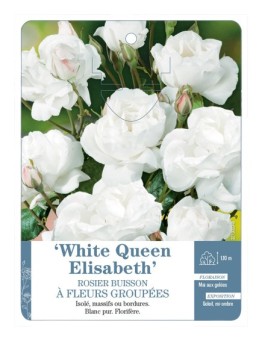 Rosier à fleurs groupées WHITE QUEEN ELISABETH