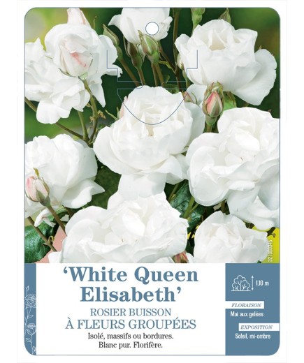 Rosier à fleurs groupées WHITE QUEEN ELISABETH