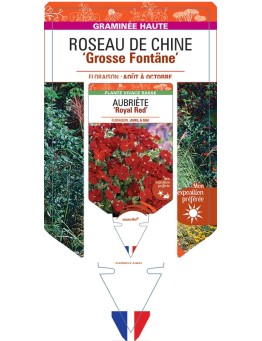 MISCANTHUS sinensis Grosse Fontäne voir Roseau de Chine