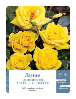 Rosier à fleurs groupées JAUNE