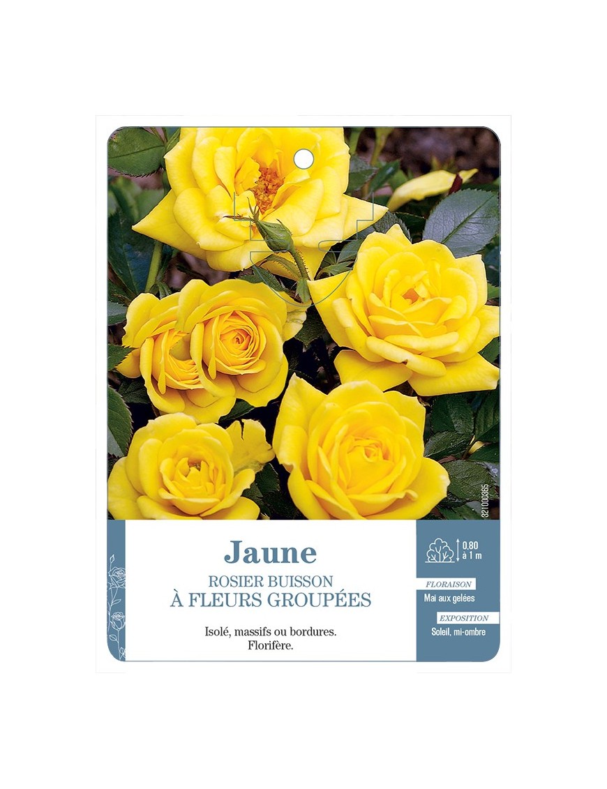Rosier à fleurs groupées JAUNE