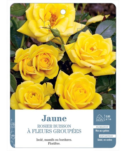 Rosier à fleurs groupées JAUNE