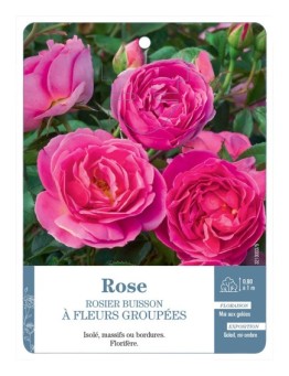 Rosier à fleurs groupées ROSE (SOUTENU) *