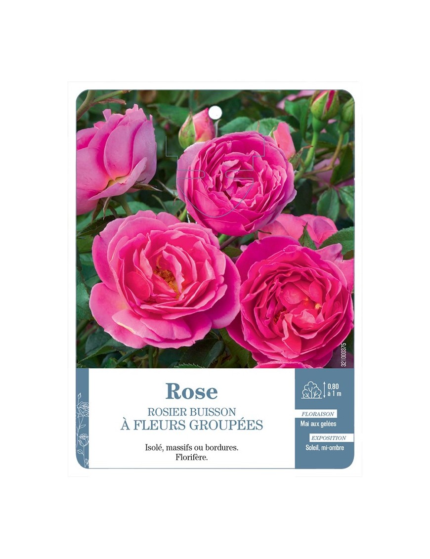 Rosier à fleurs groupées ROSE (SOUTENU) *