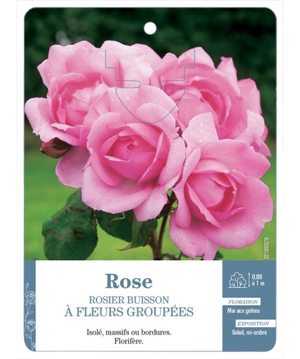 Rosier à fleurs groupées ROSE (TENDRE) *