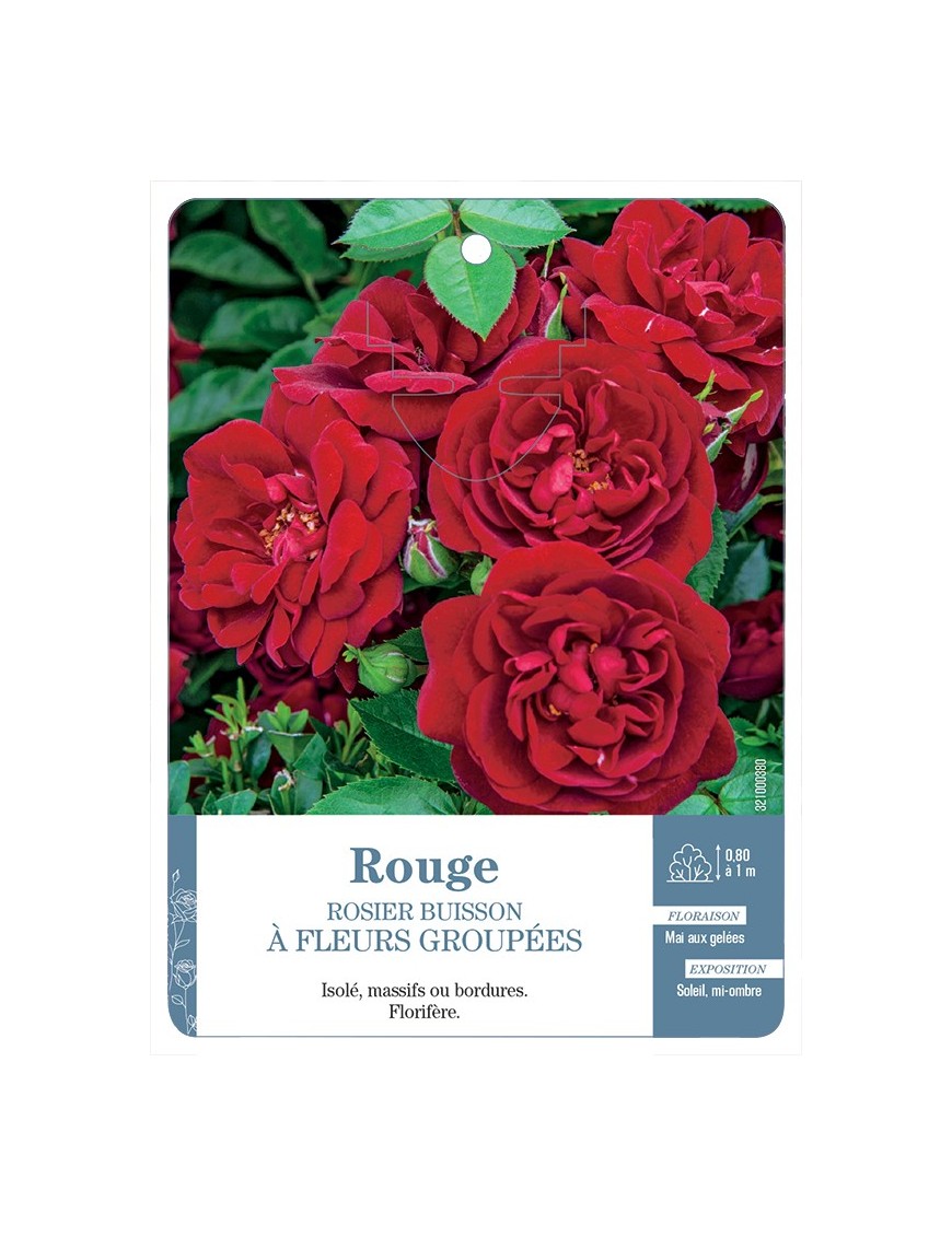 Rosier à fleurs groupées ROUGE (FONCÉ) *