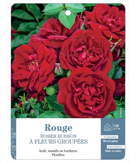Rosier à fleurs groupées ROUGE (FONCÉ) *