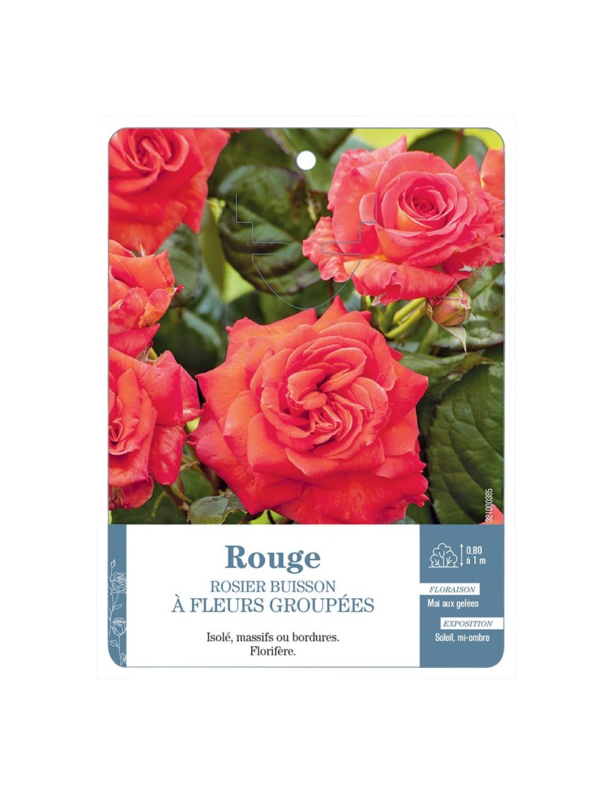 Rosier à fleurs groupées ROUGE (ORANGÉ) *