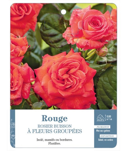 Rosier à fleurs groupées ROUGE (ORANGÉ) *