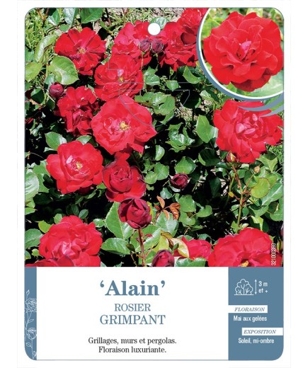 Rosier grimpant ALAIN *