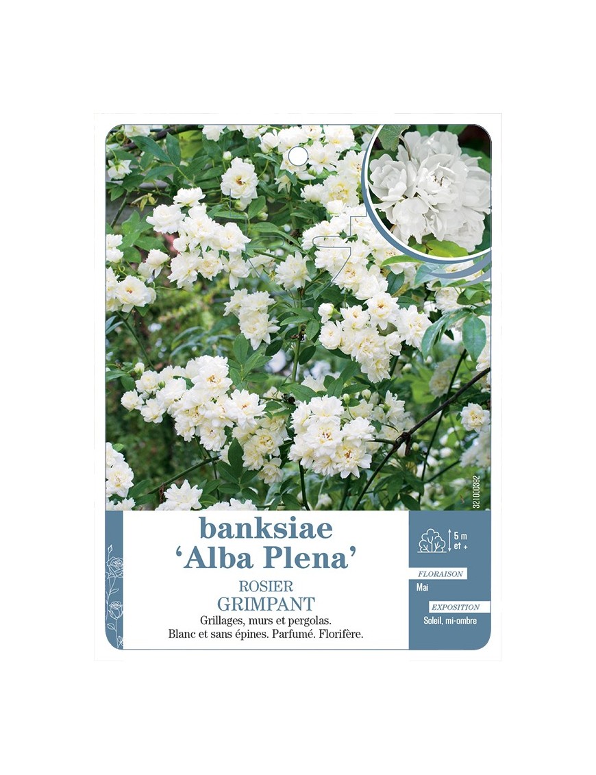 Rosier grimpant BANKSIAE ALBA *